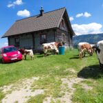 Hütte auf der Wildalm mit Kühen im Vordergrund