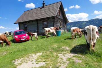 Hütte auf der Wildalm mit Kühen im Vordergrund
