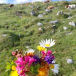 Blumenstrauß mit Kühen im Hintergrund