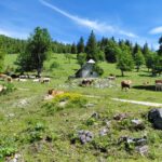Blick zur Hütte, von Kühen umgeben